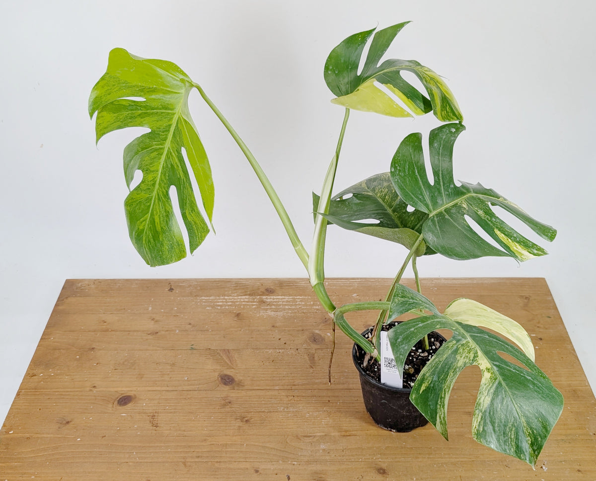 Monstera Aurea Tricolor - Approx 2ft Tall - Mature Exact Plant #26C - 6" Pot
