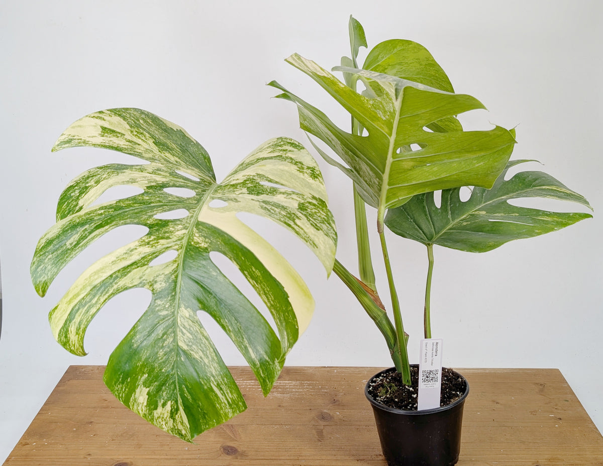 Monstera Aurea Tricolor - Approx 2ft Tall - Mature Exact Plant #26D - 6" Pot