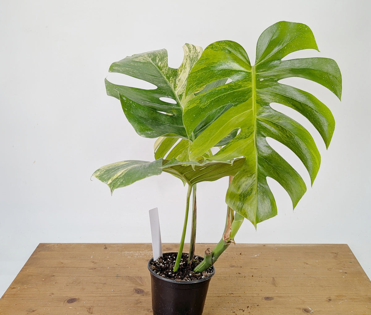 Monstera Aurea Tricolor - Approx 2ft Tall - Mature Exact Plant #26D - 6" Pot