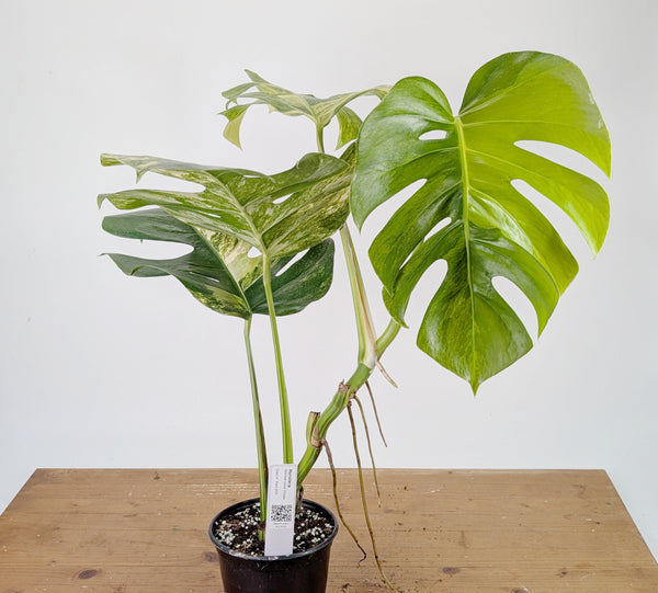 Monstera Aurea Tricolor - Approx 2ft Tall - Mature Exact Plant #26E - 6" Pot