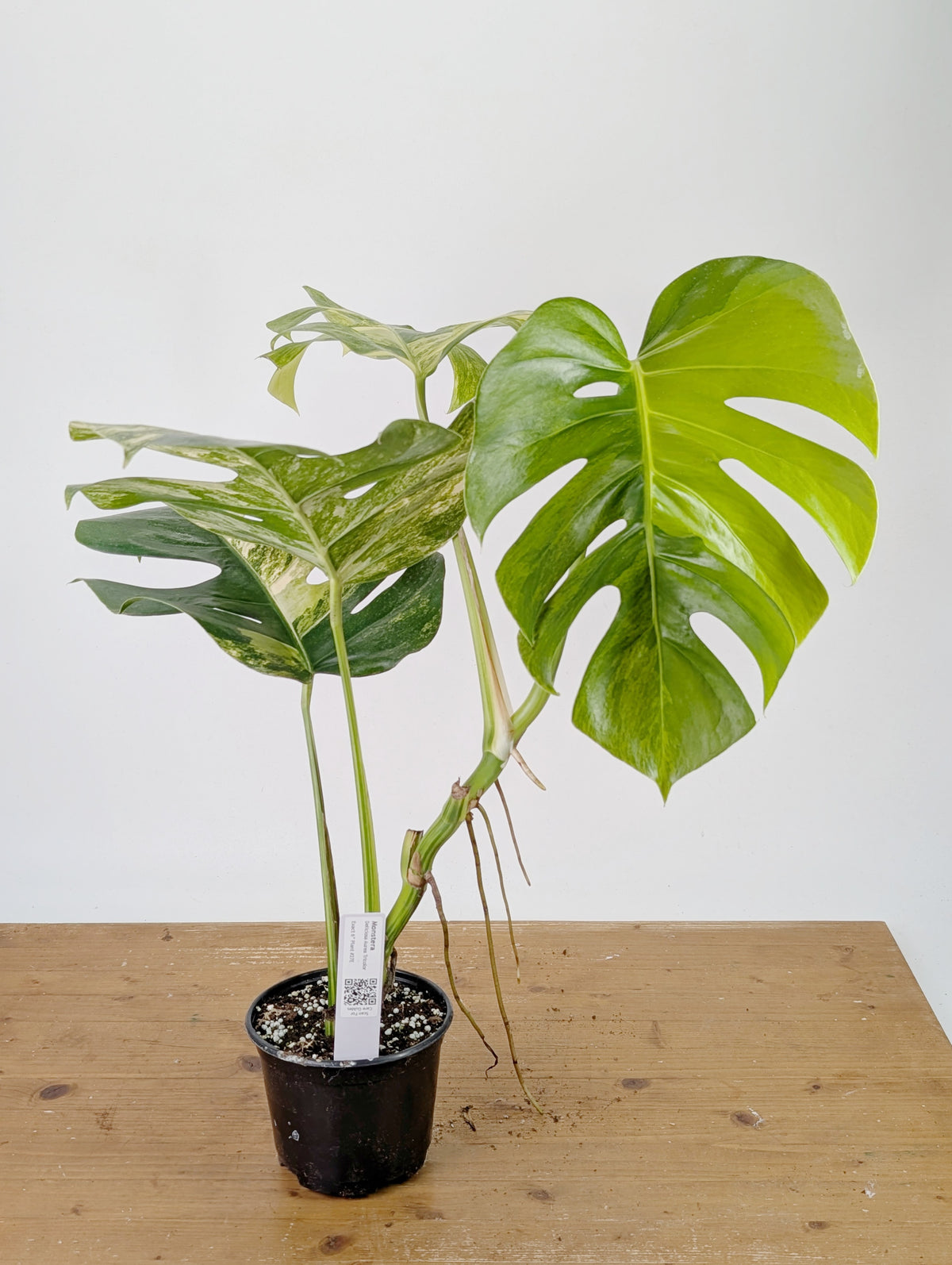 Monstera Aurea Tricolor - Approx 2ft Tall - Mature Exact Plant #26E - 6" Pot