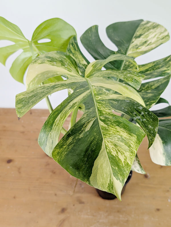 Monstera Aurea Tricolor - Approx 2ft Tall - Mature Exact Plant #26E - 6" Pot