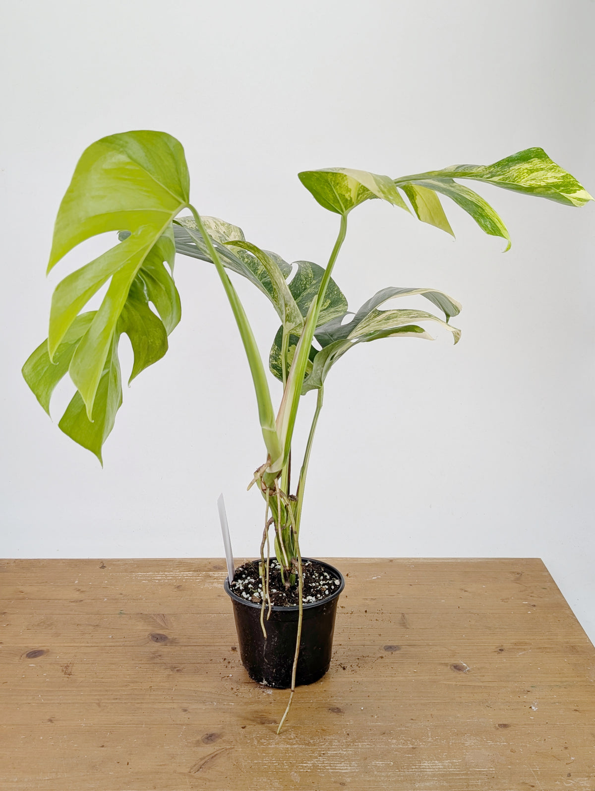 Monstera Aurea Tricolor - Approx 2ft Tall - Mature Exact Plant #26E - 6" Pot