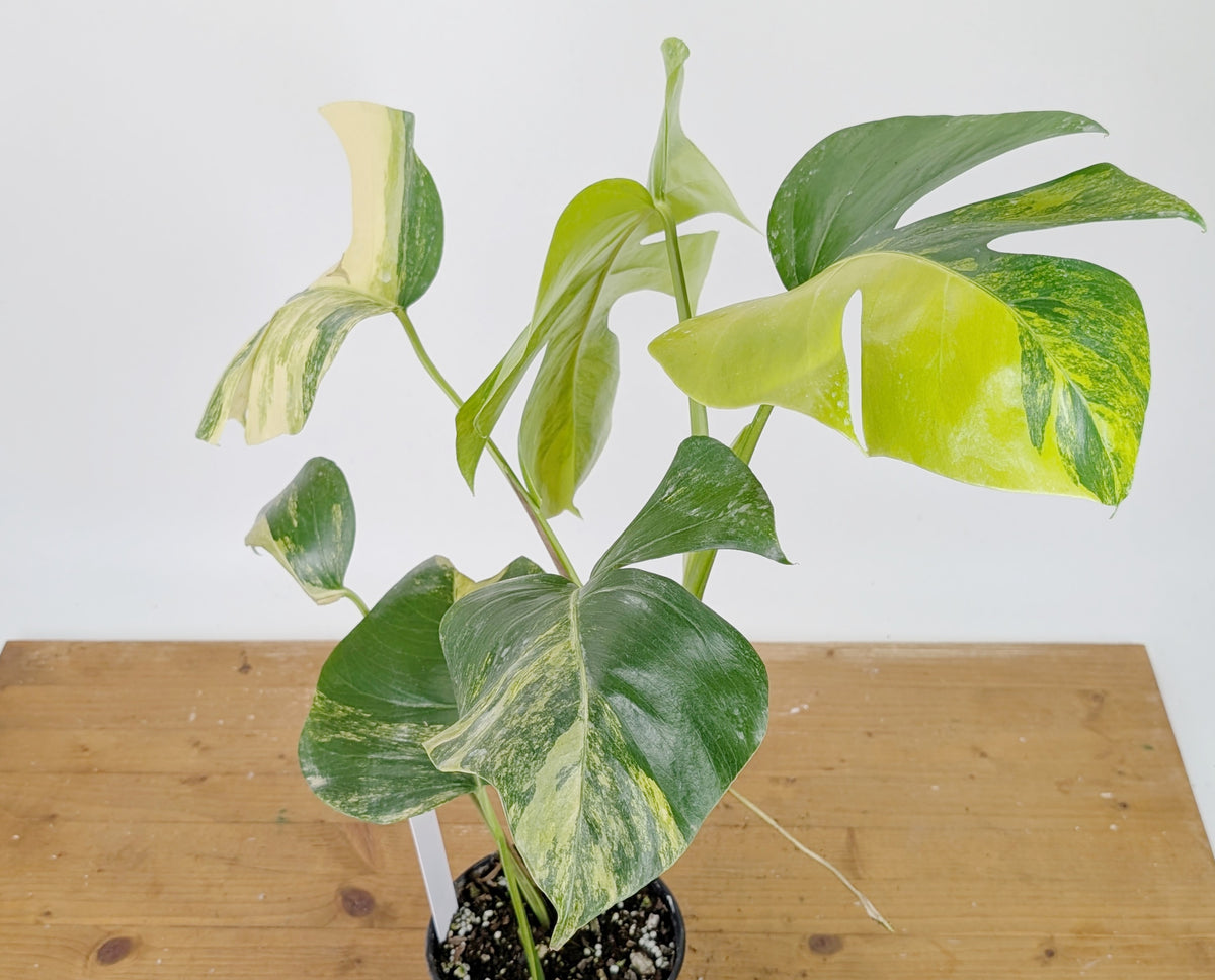 Monstera Aurea Tricolor - Approx 2ft Tall - Mature Exact Plant #26F - 6" Pot