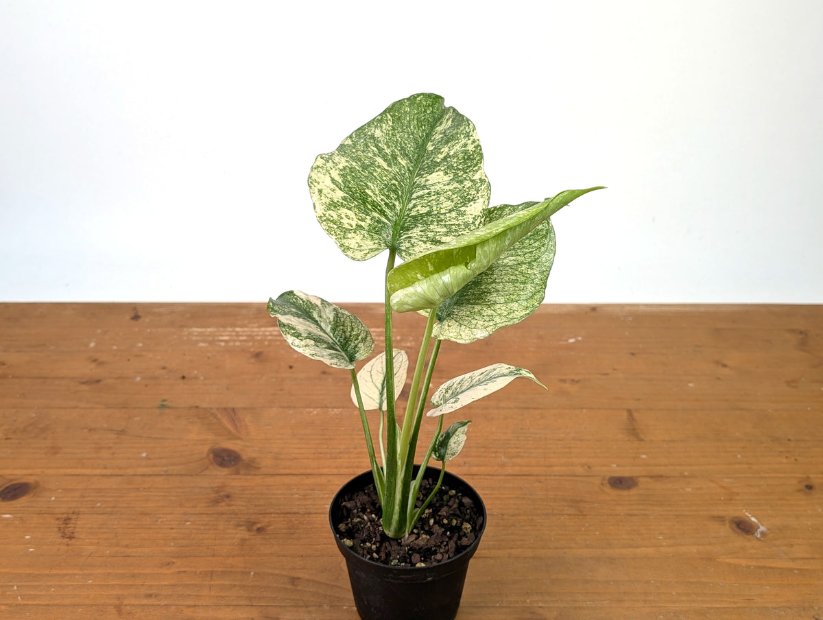 Monstera Deliciosa Mint Variegated