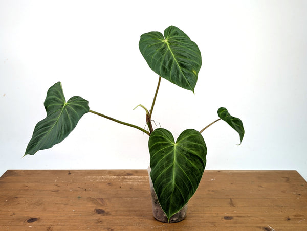 Philodendron Verrucosum 'Rude'