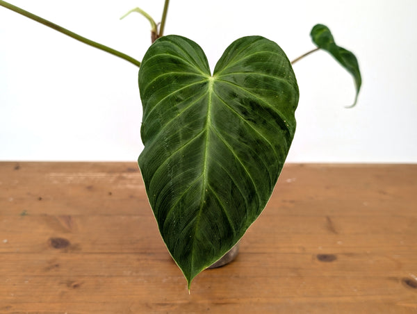 Philodendron Verrucosum 'Rude'