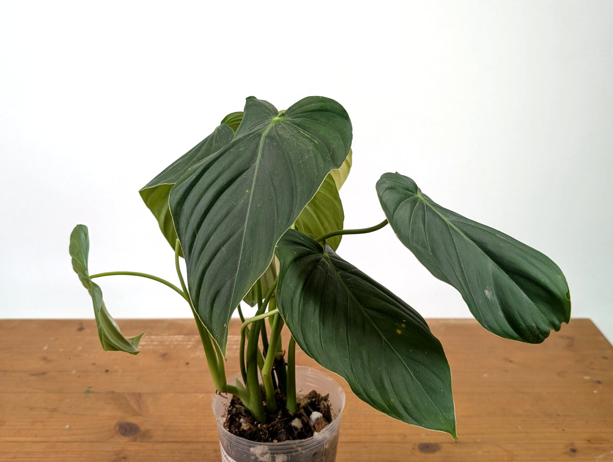 Philodendron Sterling Velvet - (Sodiroi x Melanochrysum)