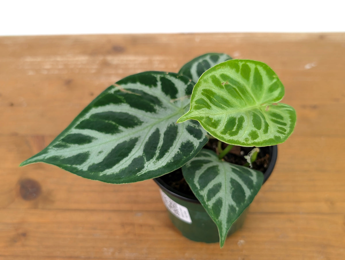 Anthurium Silver Blush