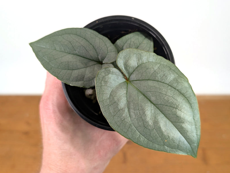 Anthurium Silver