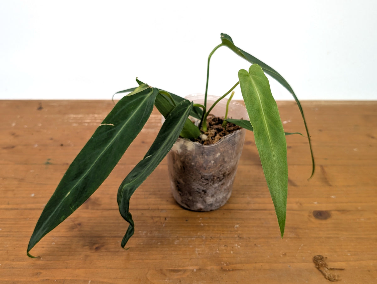 Anthurium Warocqueanum Esmeralda - Exact Plant #27A (4 inch pot)
