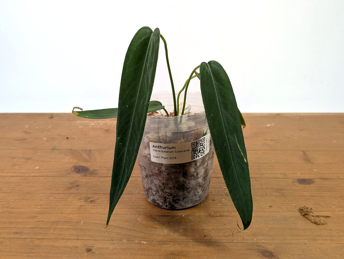 Anthurium Warocqueanum Esmeralda - Exact Plant #27B (4 inch pot)