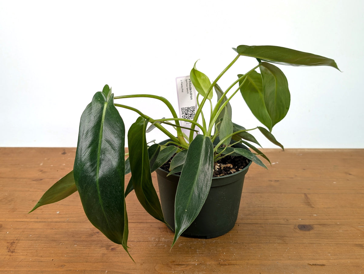Philodendron Spiritus Sancti