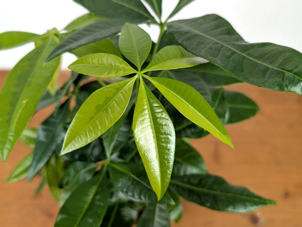 Money Tree Aurea Variegated - Exact Plant in 4" Pot #27A