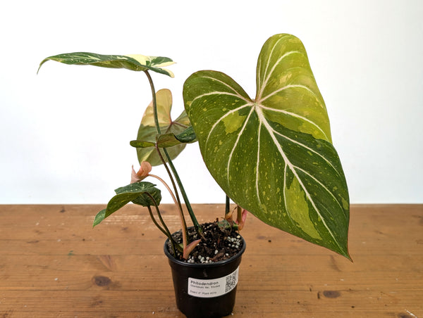 Philodendron Gloriosum Variegated 2 Growth Points - EXACT Plant #27A - 4" Pot
