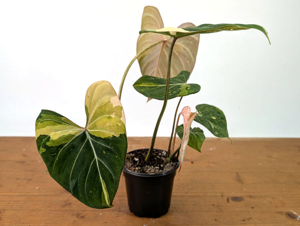 Philodendron Gloriosum Variegated 2 Growth Points - EXACT Plant #27A - 4" Pot