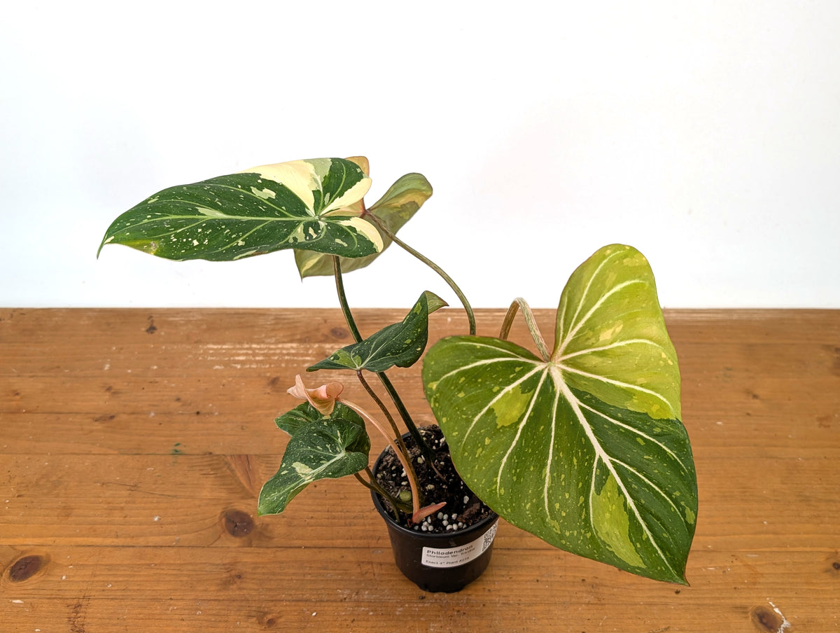 Philodendron Gloriosum Variegated 2 Growth Points - EXACT Plant #27A - 4" Pot