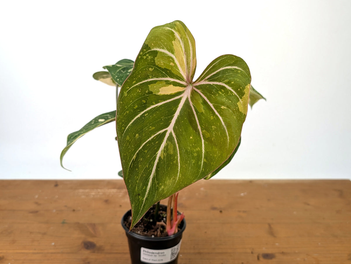Philodendron Gloriosum Variegated - EXACT Plant #27B - 4" Pot
