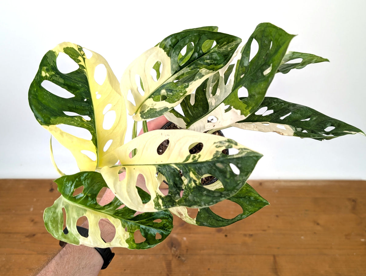 Monstera Adansonii Albo - Exact Plant in 4" Pot - #27B
