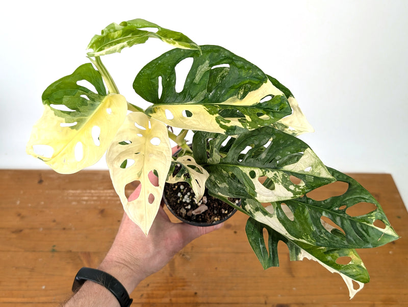 Monstera Adansonii Albo - Exact Plant in 4" Pot - #27C