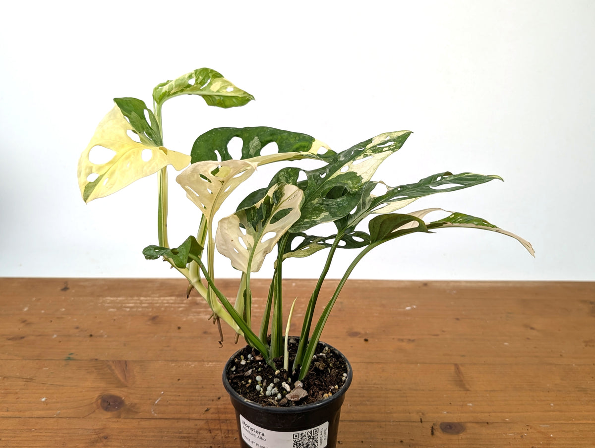 Monstera Adansonii Albo - Exact Plant in 4" Pot - #27C