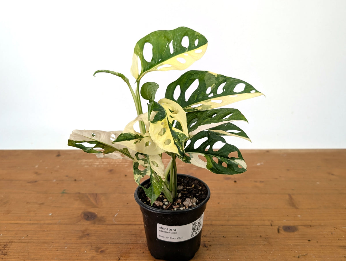 Monstera Adansonii Albo - Exact Plant in 4" Pot - #27D