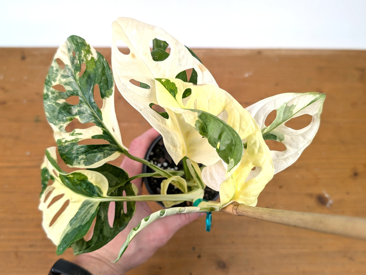 Monstera Adansonii Albo - Exact Plant in 4" Pot - #27E