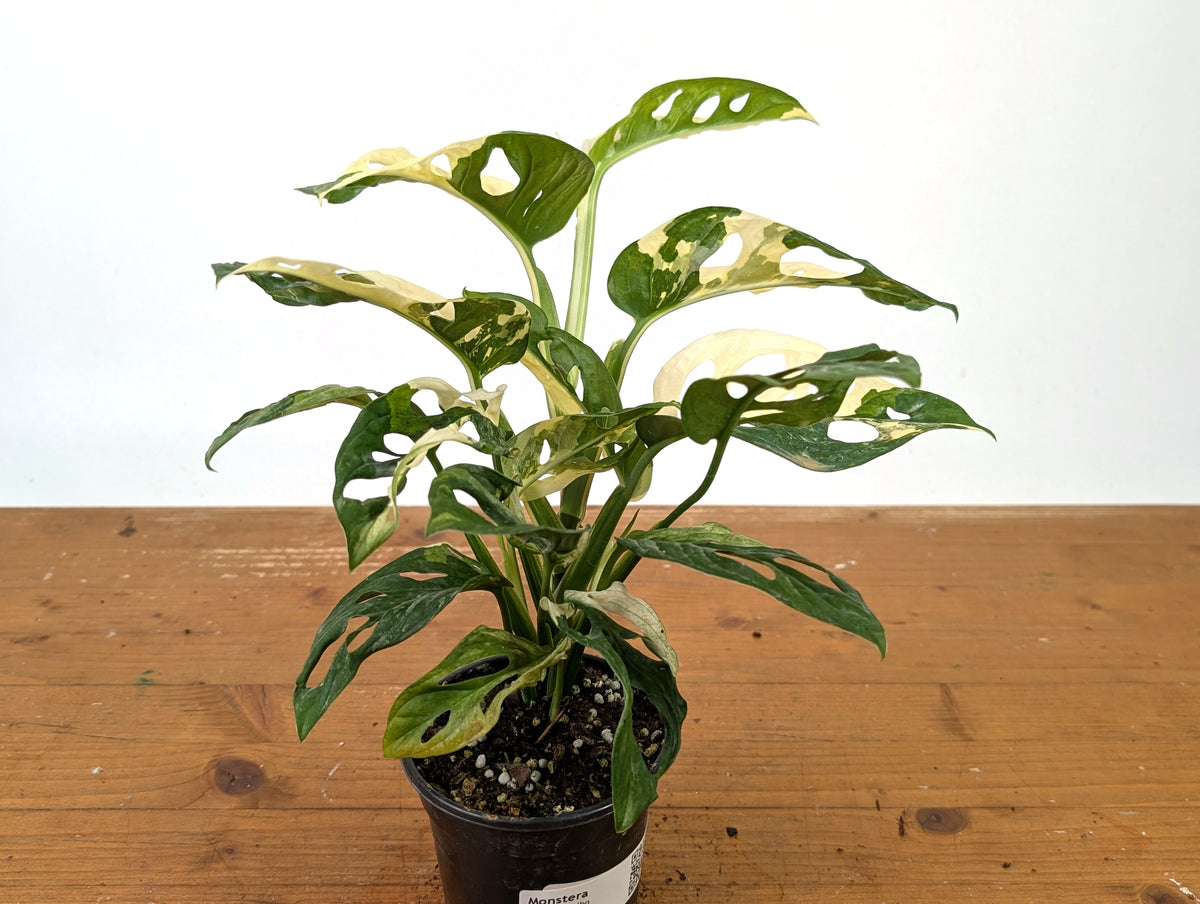 Monstera Adansonii Albo - Exact Plant in 4" Pot - #27F