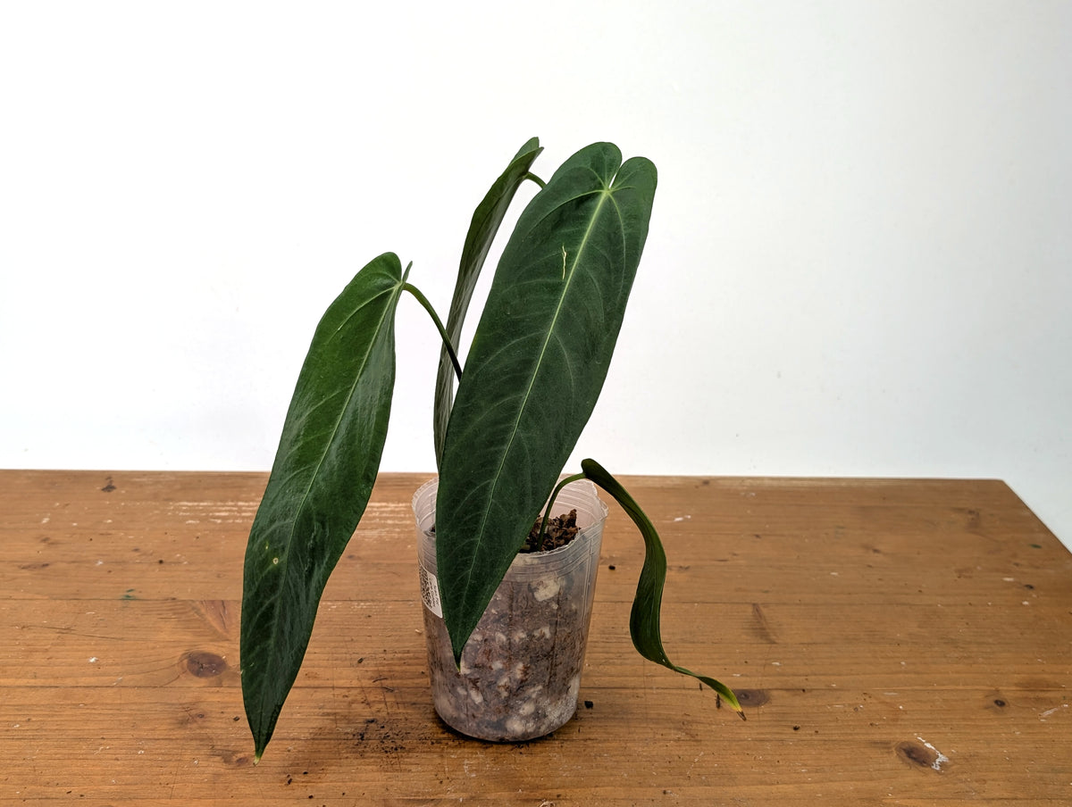 Anthurium Warocqueanum Esmeralda - Exact Plant #27D (4 inch pot)