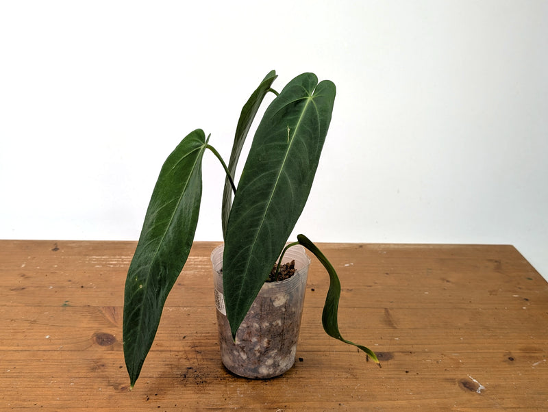 Anthurium Warocqueanum Esmeralda - Exact Plant #27D (4 inch pot)