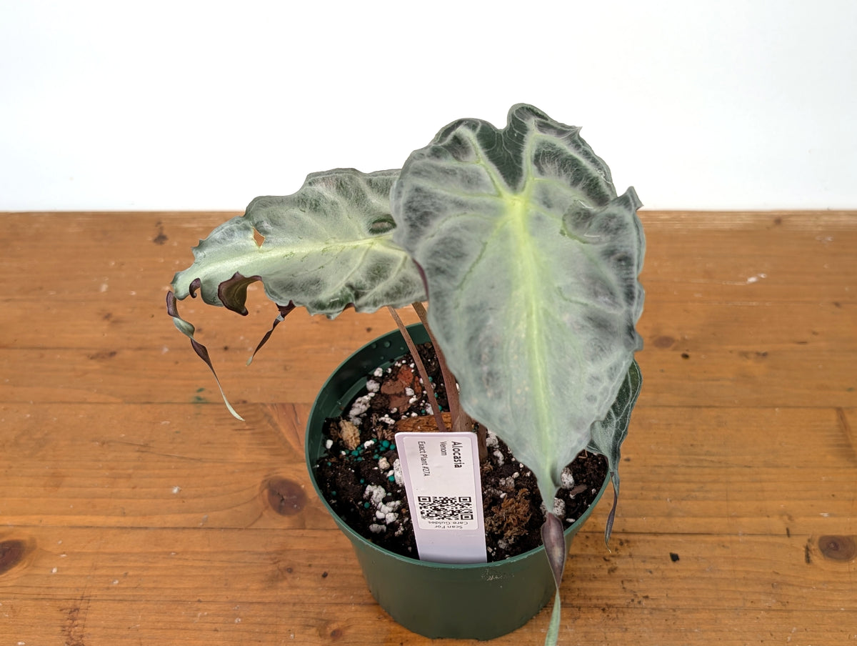 Alocasia Venom - Exact Plant in 6" Pot - #27A