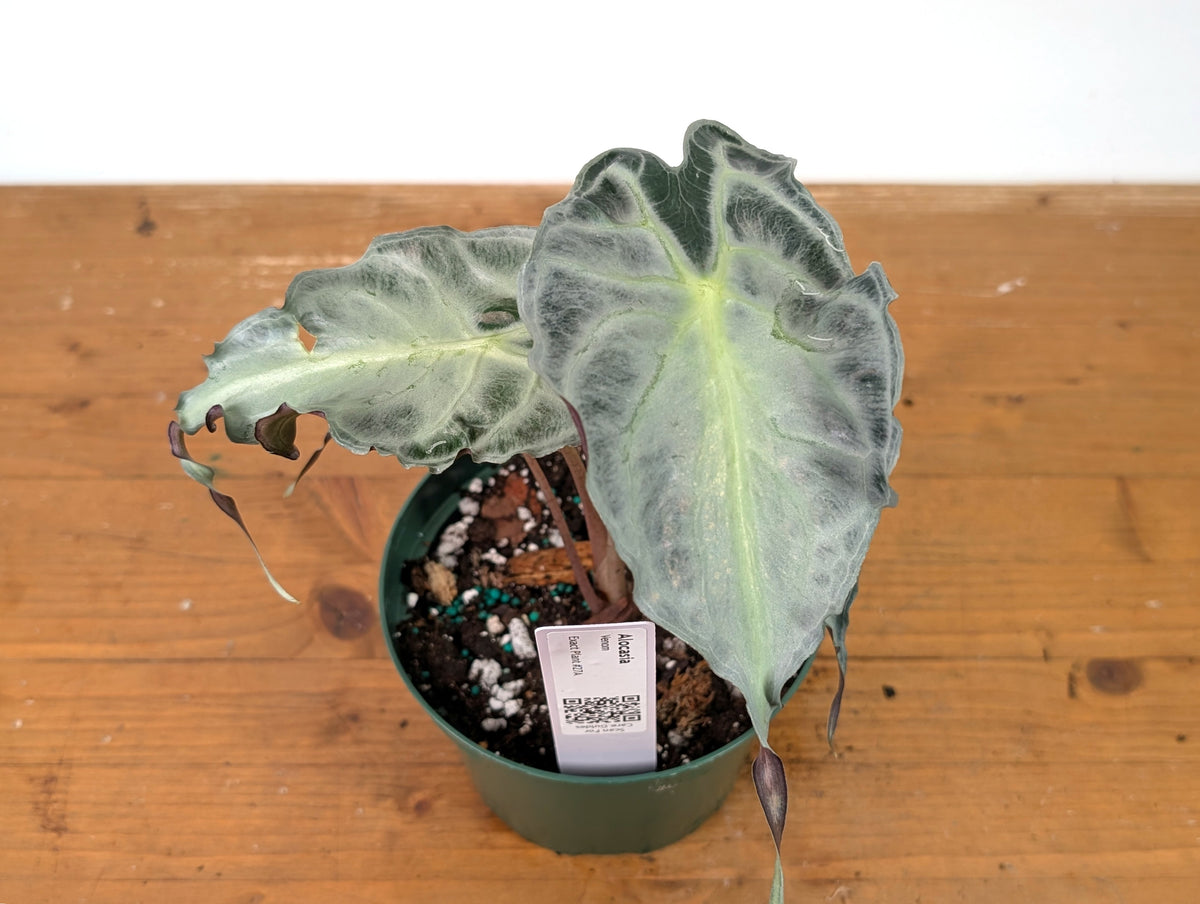 Alocasia Venom - Exact Plant in 6" Pot - #27A