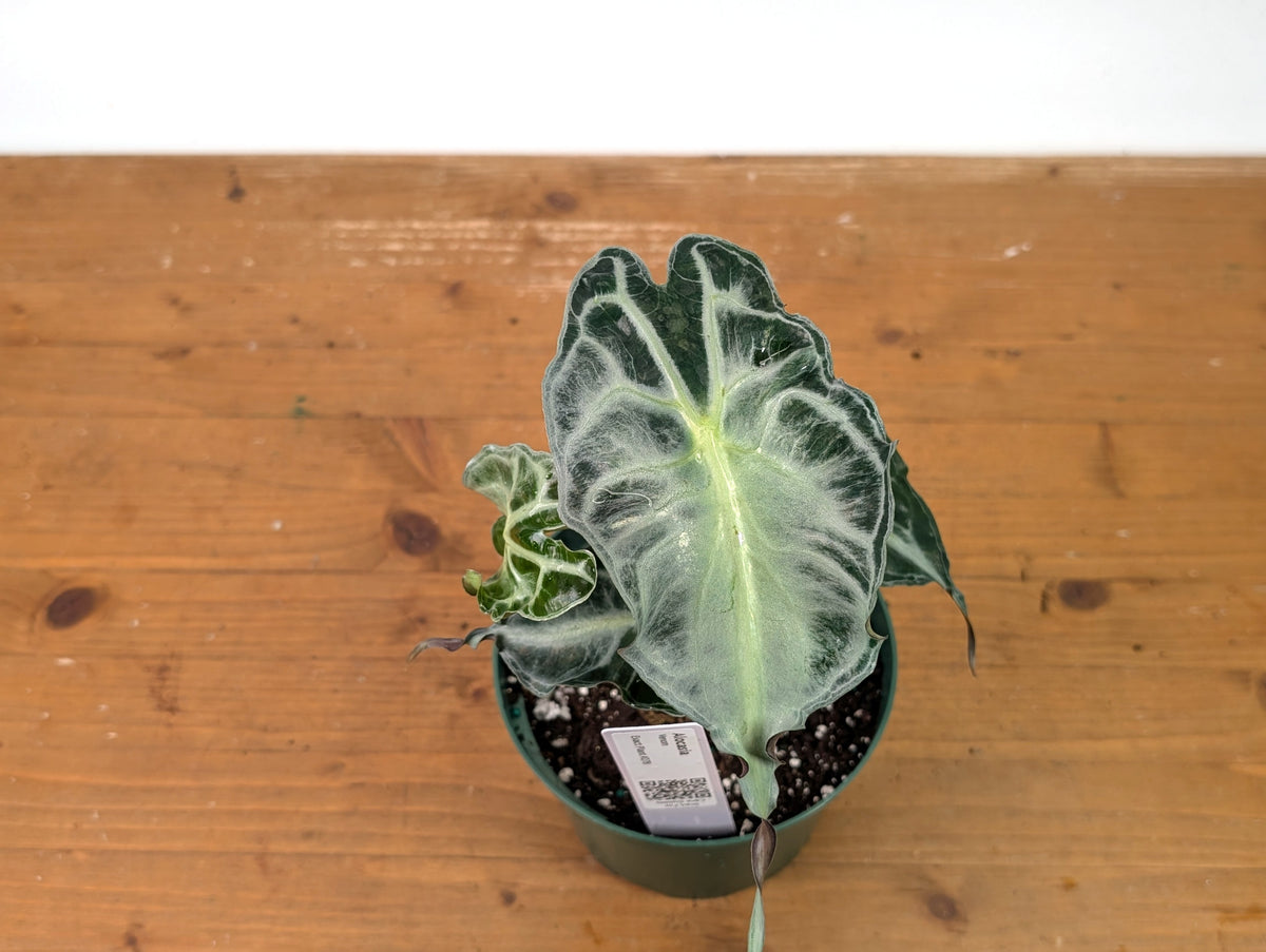 Alocasia Venom - Exact Plant in 6" Pot - #27B