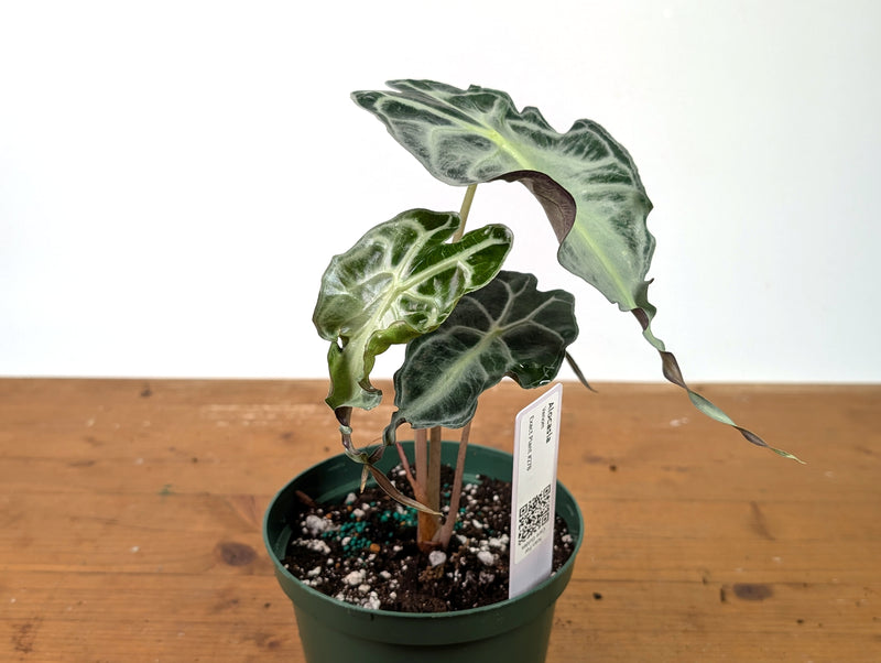 Alocasia Venom - Exact Plant in 6" Pot - #27B