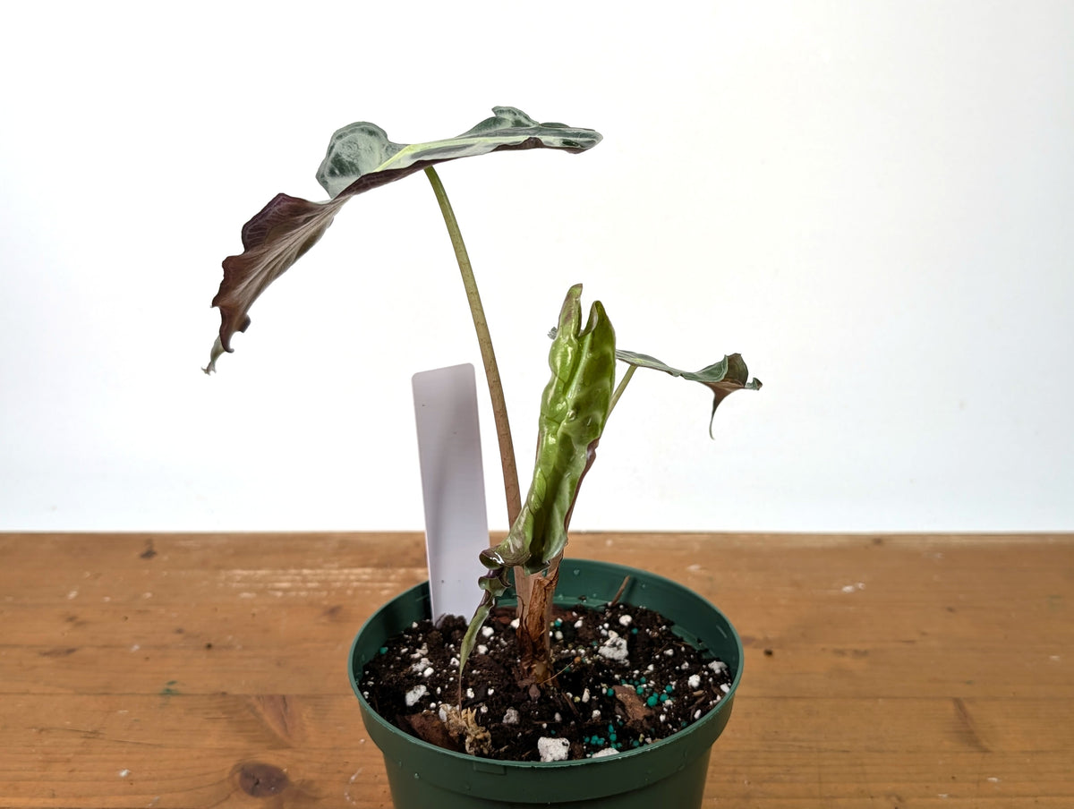 Alocasia Venom - Exact Plant in 6" Pot - #27C