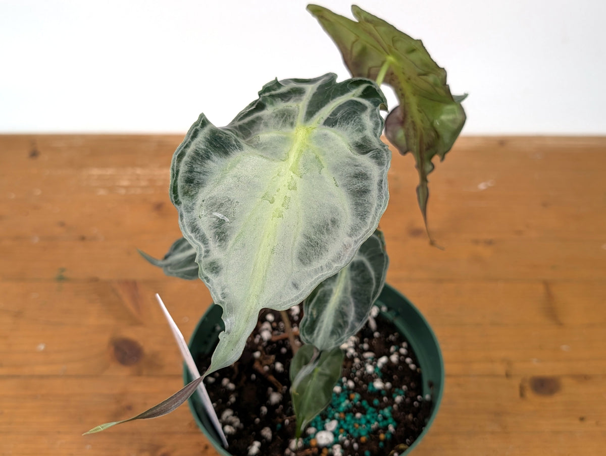 Alocasia Venom - Exact Plant in 6" Pot - #27D