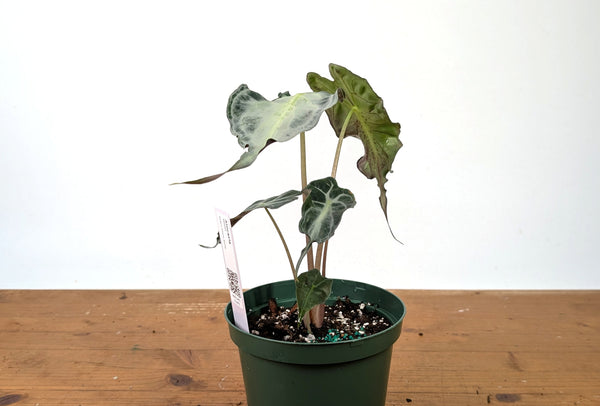 Alocasia Venom - Exact Plant in 6" Pot - #27D