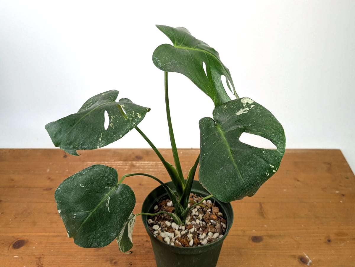 Monstera Deliciosa Mint Variegated (Low Color)