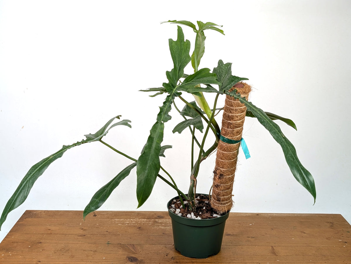 Philodendron Belle Isle