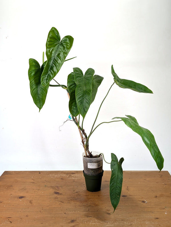 Philodendron Sharoniae Mosquera - XXL - Exact Plant #27A