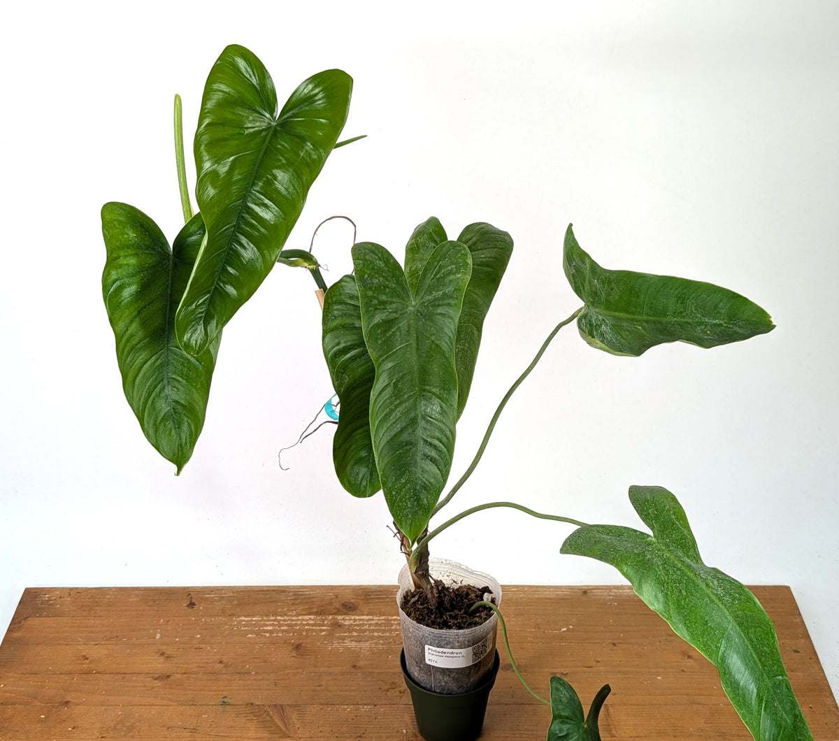 Philodendron Sharoniae Mosquera - XXL - Exact Plant #27A