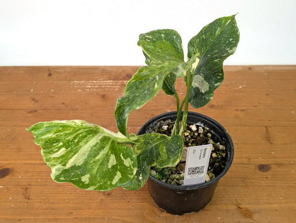Monstera Thai Constellation - One of a Kind Tricolor Mutant #27A in 6" Pot