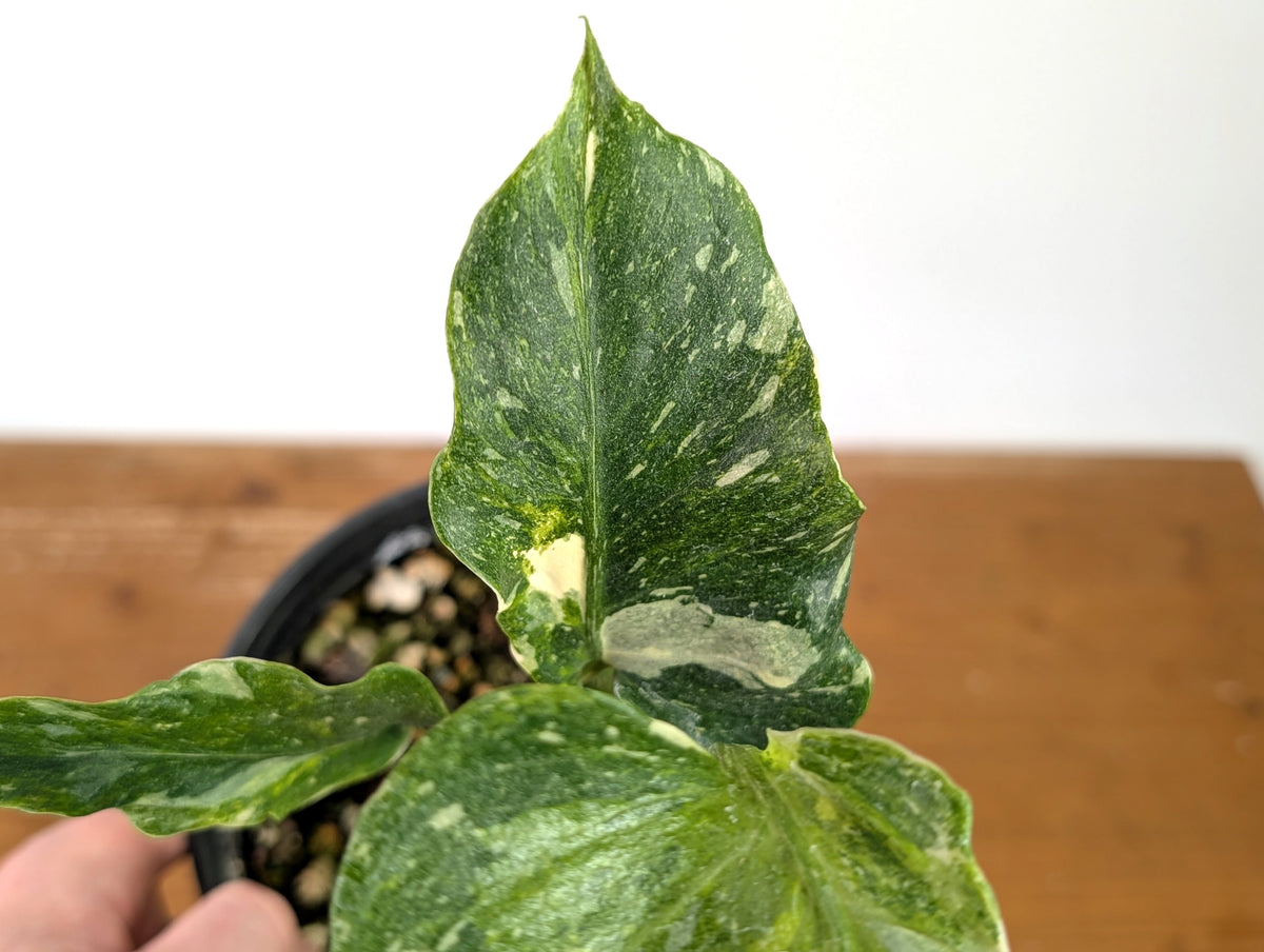 Monstera Thai Constellation - One of a Kind Tricolor Mutant #27A in 6" Pot