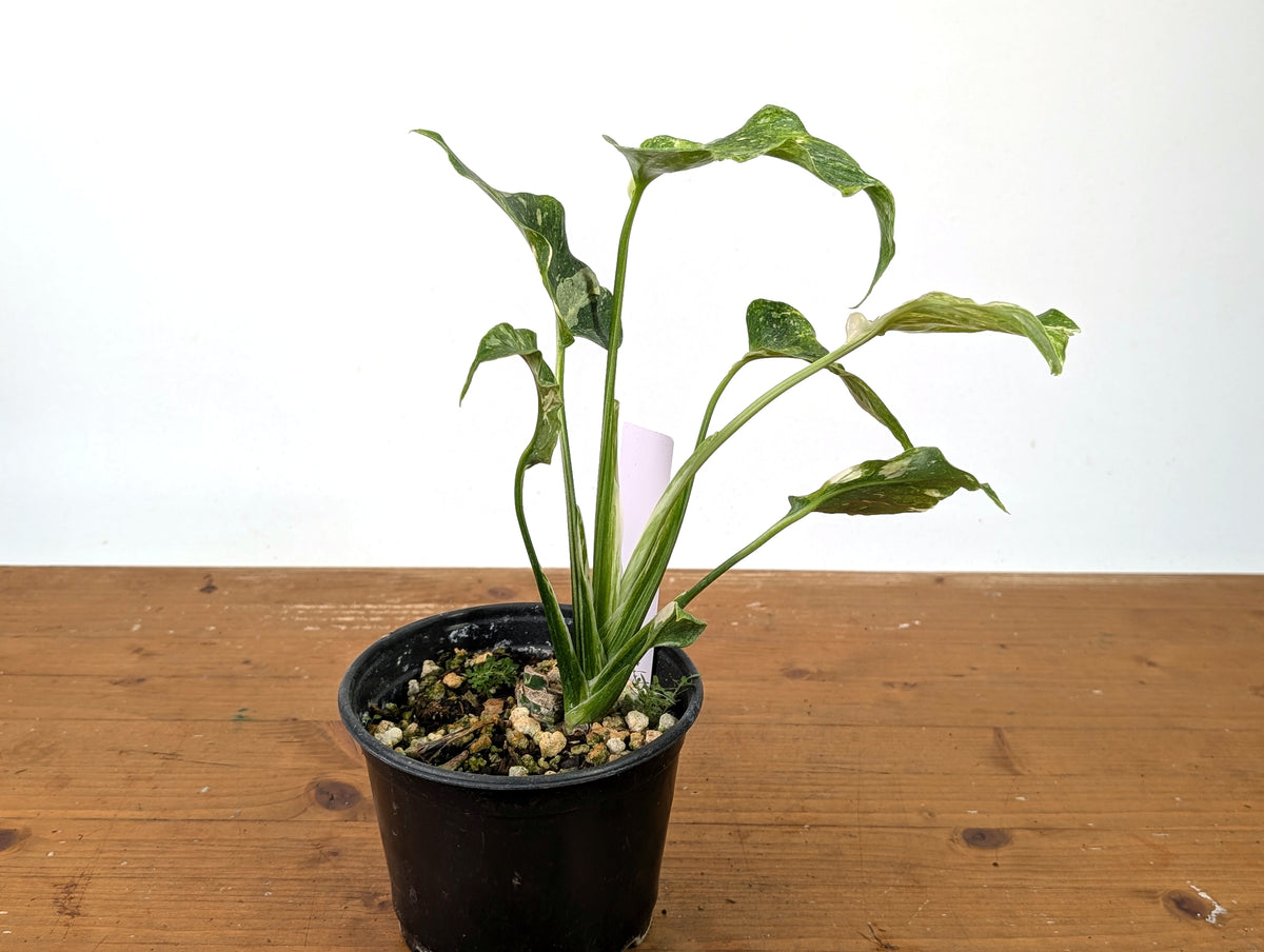 Monstera Thai Constellation - One of a Kind Tricolor Mutant #27A in 6" Pot