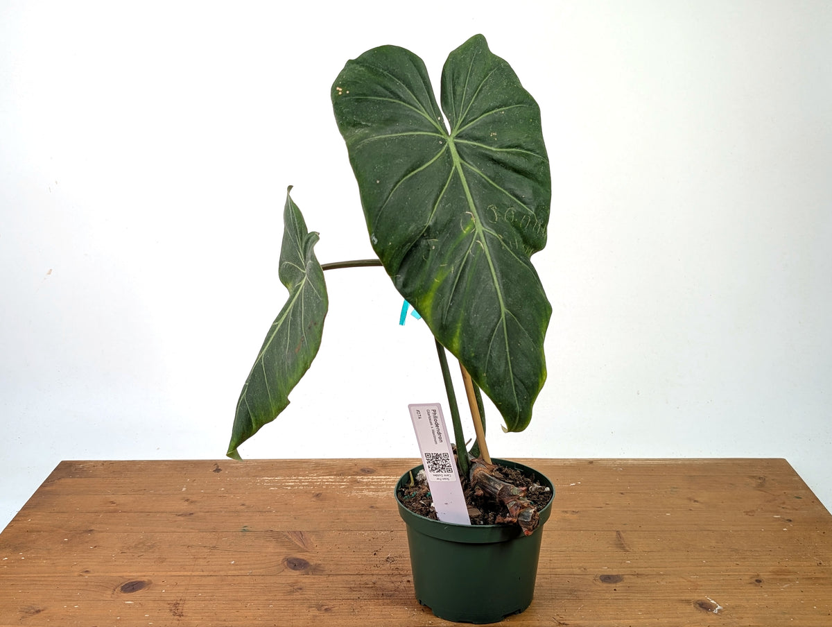 Philodendron Gloriosum x Maximum - Exact Plant #27A - 6" Pot