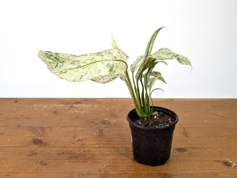 Epipremnum Giganteum Marble Variegated
