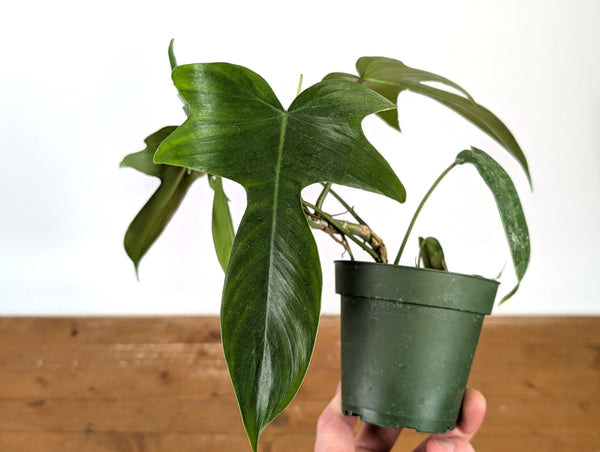 Philodendron Florida Green