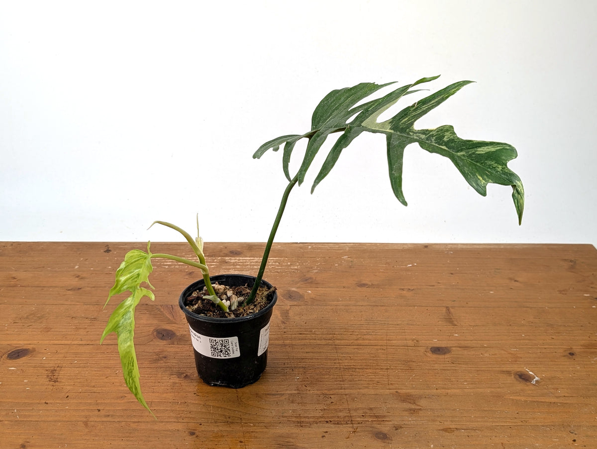 Philodendron Florida Beauty Variegated x Tortum Exact Plant in 4" Pot - #27A