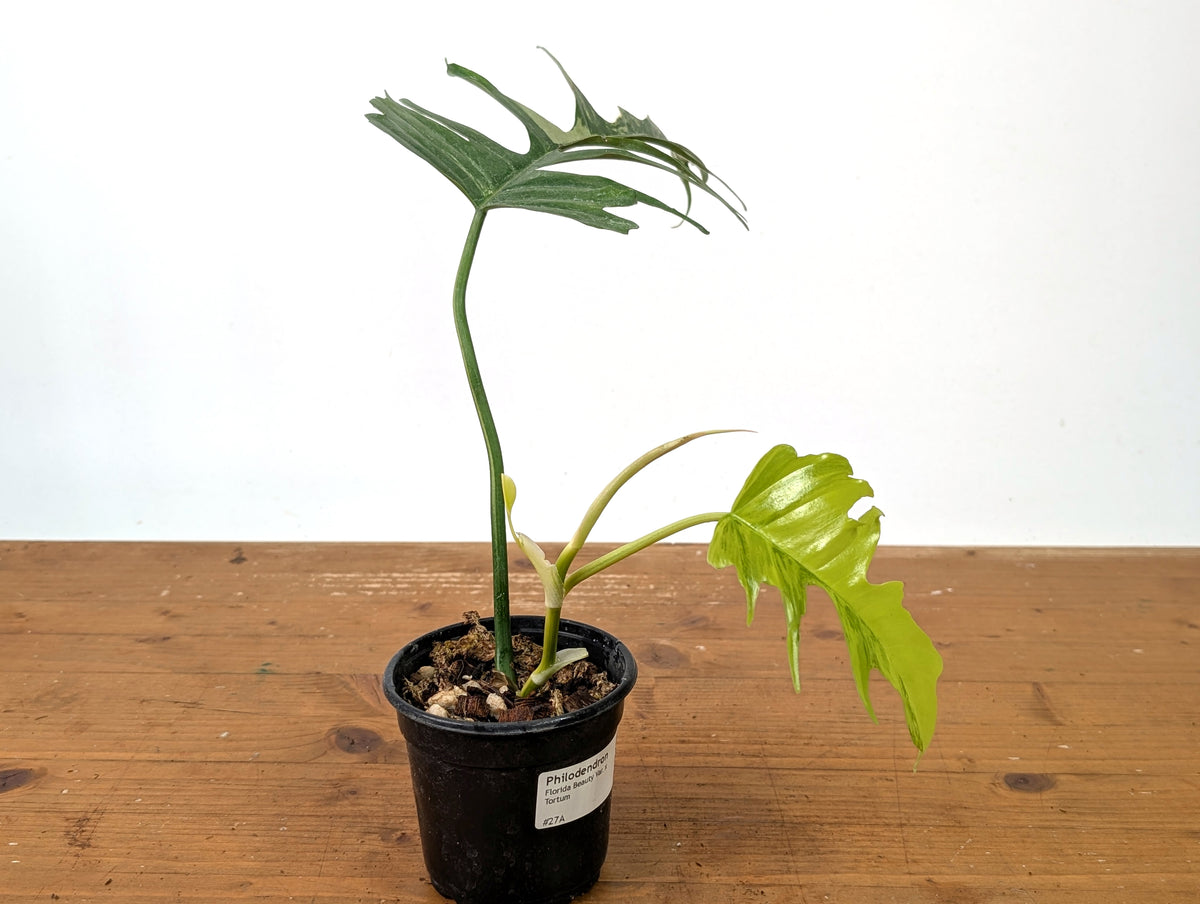 Philodendron Florida Beauty Variegated x Tortum Exact Plant in 4" Pot - #27A