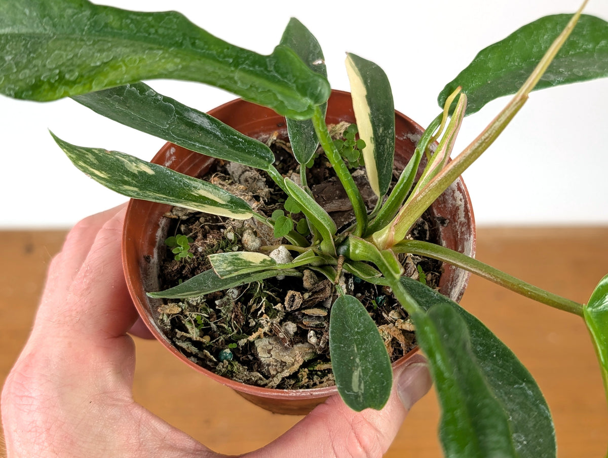 Philodendron Florida Beauty Variegated x Tortum Exact Plant in 4" Pot - #27B (Copy)